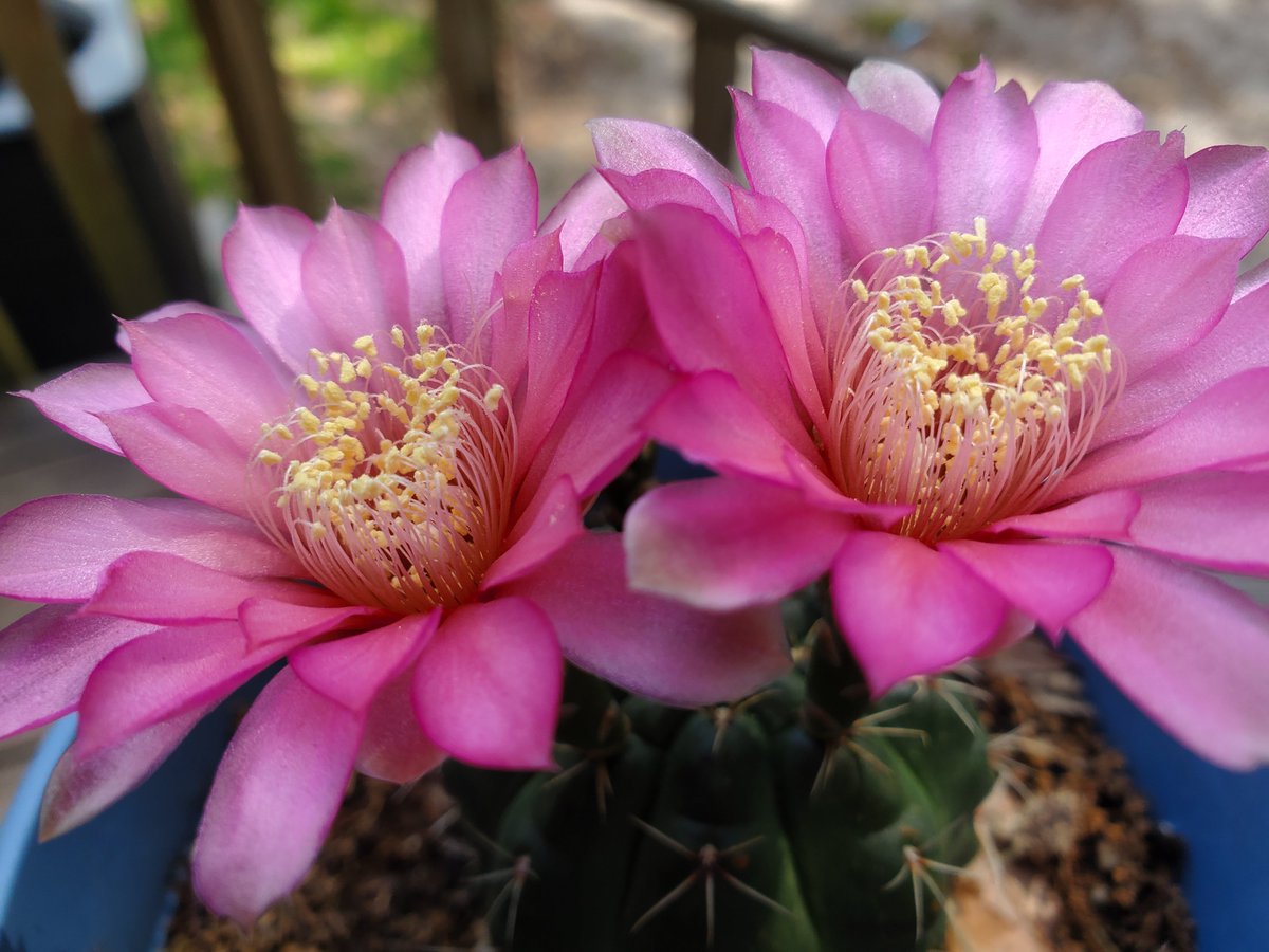 JavierD101's tweet photo. @Grampa1950 Cactus flowers are undoubtedly the most beautiful flowers https://t.co/U1BNPHkTSR