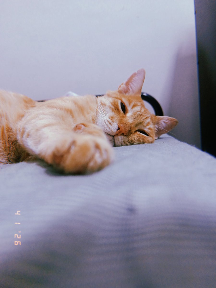 ath3mis's tweet photo. @llcelim Meu simba se chama maracujá https://t.co/FwUymSF7Zq