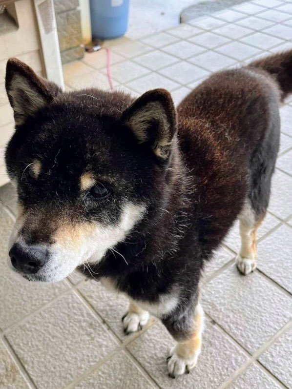 gY2TiUbn6e8e6KL's tweet photo. 🐶🆘 【⚠️迷子犬捜索中】🎈
#長崎県迷子犬〝クロちゃん♀〟
🔷2026.5.30
🔴長崎県佐世保市横手町で逸走
📺唐津ケーブルテレビ（11ch）
「情報ひろば」を観てクロちゃんの迷子を知った皆さまへ…
皆さまからいただく情報のピースを繋げていけばクロちゃん保護に至ります。どうかご協力をお願いします🙇‍♂️ https://t.co/GwLvhxZZ8G