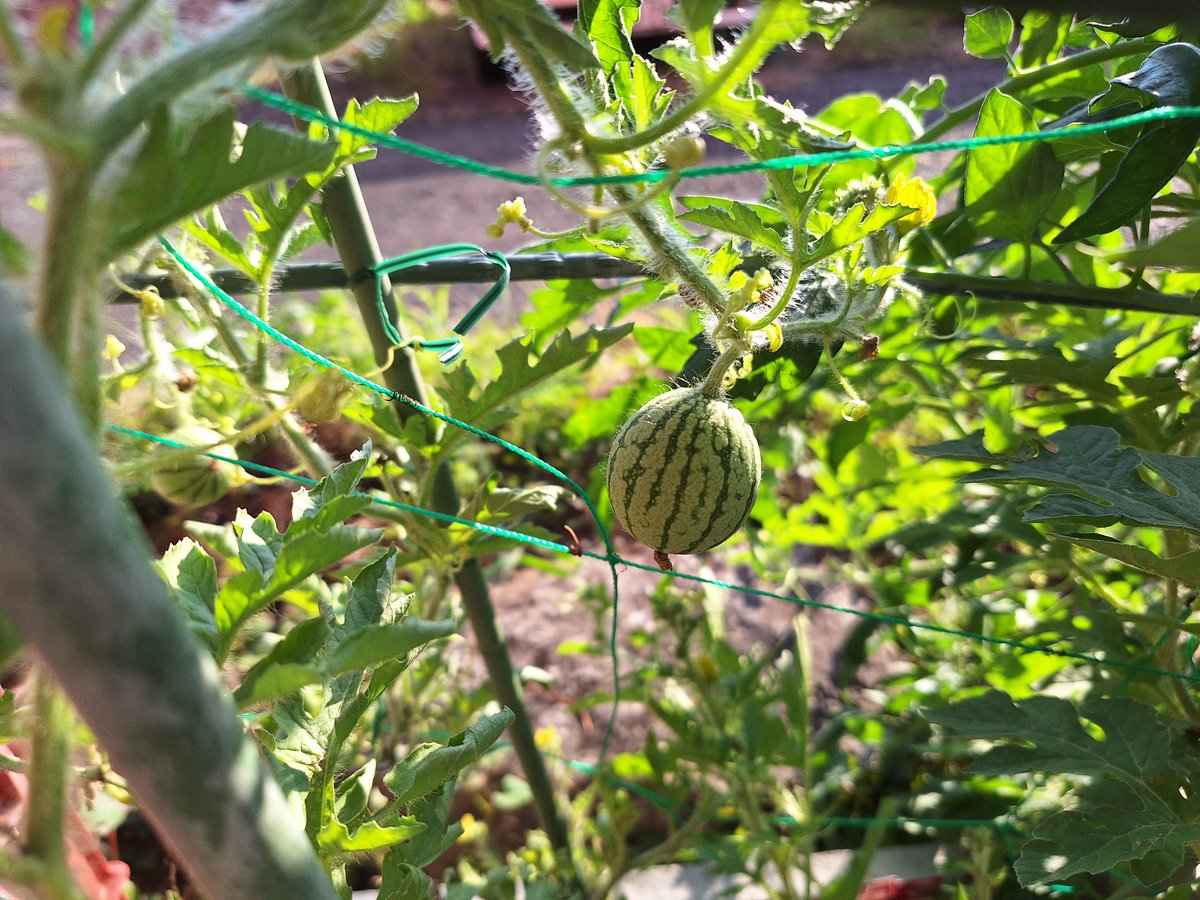 black9scratch's tweet photo. 今日も暑いー💦
植えた小玉スイカがだんだん大きくなってきた🍉
合計3個生ってる
楽しみ( *´艸｀) https://t.co/uSyZNxsmRy