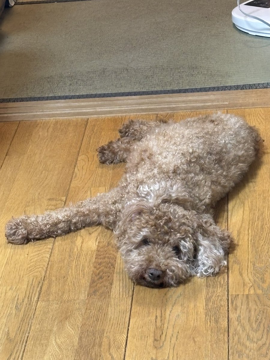 Zion_disney's tweet photo. おはようございます♪
今日も朝から暑いですね🥵
ワンコもバテてます💤
市役所にマイナンバー電子証明書の更新に行ってきました。28年勤めた市役所、約４ヶ月ぶりに行きました。市民として行くとなんか不思議な感じ。今の医療事務の仕事が大変ながらも楽しいので市役所を辞めた事に後悔はなし🥰 https://t.co/HrTH7DxKTH