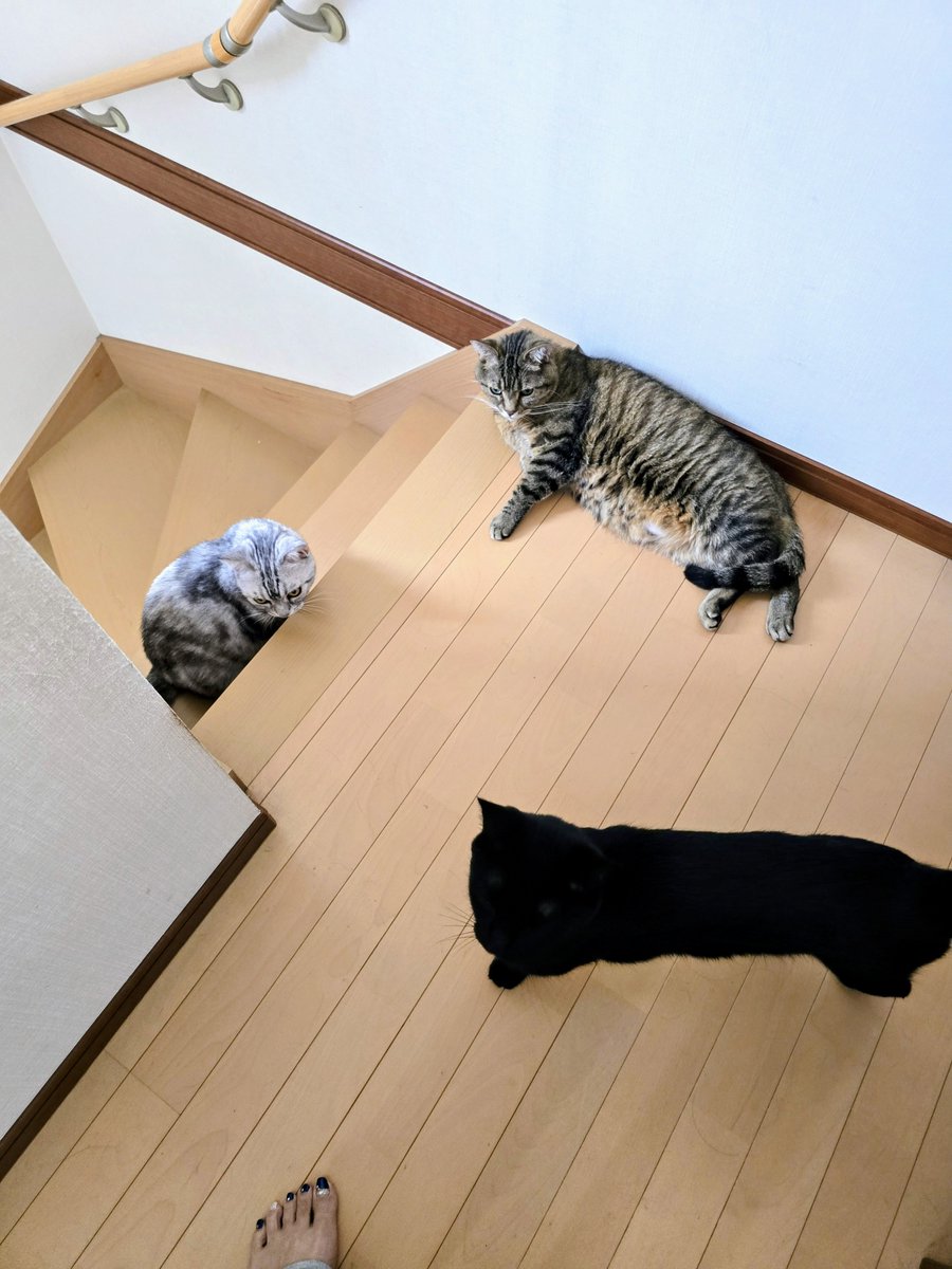 kagu__cha's tweet photo. 朝のお出迎え(*Ü*)ﾉ"☀
ご飯くれくれ団 https://t.co/Cnv645w440
