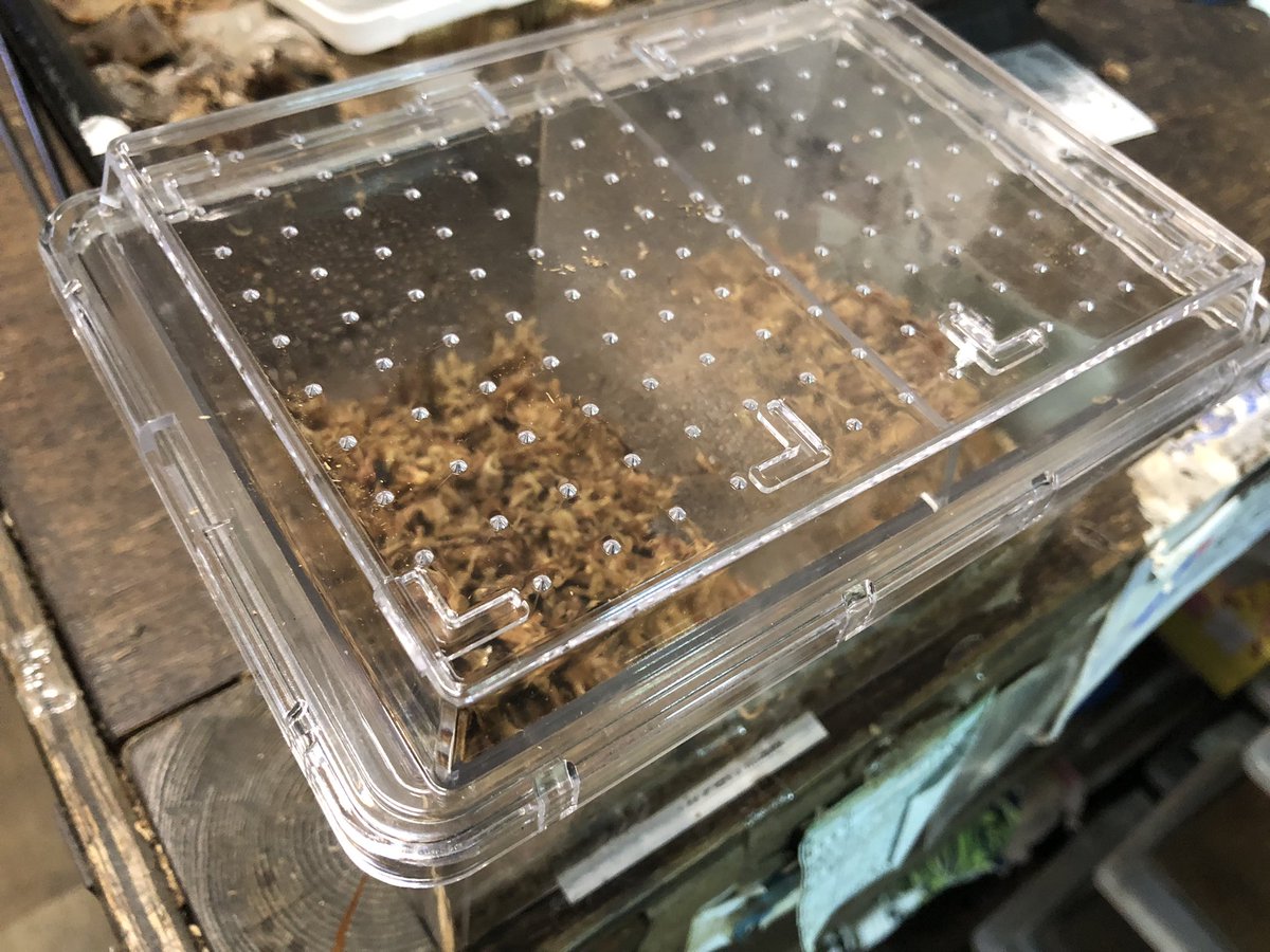 kokuhoudenn's tweet photo. 新しく発売されたケースに
ゲノム67インライ😍
今年羽化した子達を入れてニヤニヤ😅新しいケースに入れて眺めるの良いですよね👍
 #小バエさよなら小ケース
 #合体型 
 #黒宝殿 https://t.co/db0fNIinqO