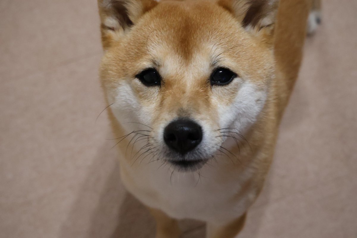 toar0705's tweet photo. @SUMOLOVEJk 飼ってます🐕！3歳の男の子です😆 https://t.co/xj1RUbgcXo