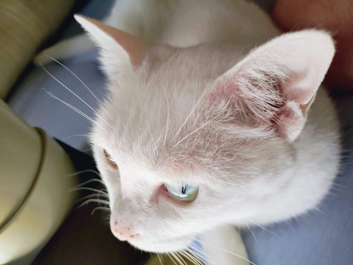 hanbe231's tweet photo. 2枚目の画像はAIで補正かけたケーキちゃん
可能性の話としてケーちゃんのパパさんは茶トラ猫だった説を僕は推したい https://t.co/peib23OnS7