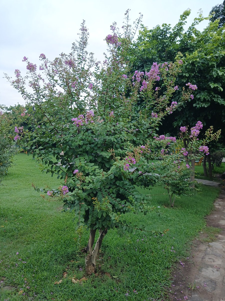safeerullahkhan's tweet photo. #Morningwalk 
#Argentinapark 
#beautiful #Islamabad https://t.co/ozytvmqRKX