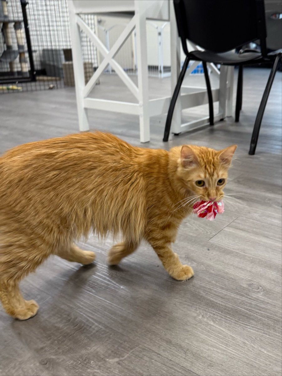 feederofcats's tweet photo. missing a large portion of your jaw bone is simply not enough to stop orange kitten shenanigans I fear https://t.co/n1bE8GJPXx