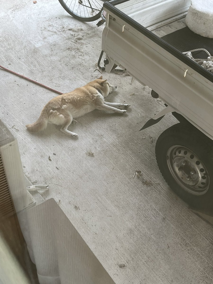 inunewx's tweet photo. 🐶🐾 https://t.co/TDWqkZw8xF