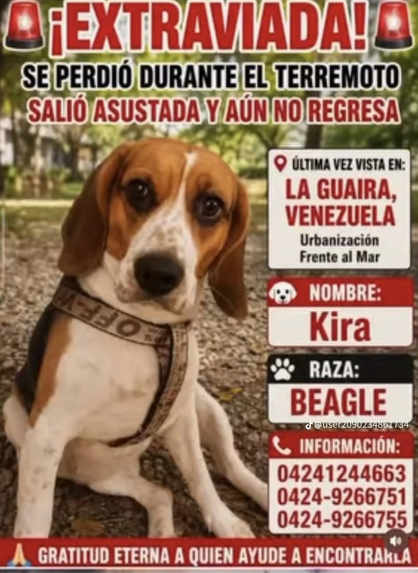Mary_Jar's tweet photo. 🚨Peludita extravíada en La Guaira 📍

Agradezco difundir por favor.

@PerroUsuario https://t.co/9MW7m1kdu4