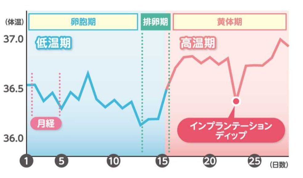 HY_BABYJP's tweet photo. 【インプランテーションディップとは】

直訳すると『implantation＝着床』
『dip＝一時的に下がる』という意味です

高温期に入ったあと、一時的に基礎体温が下がる現象をインプランテーションディップと呼びます。

主に高温期5日目～12日目に起こり、高温期の体温と比べて0.17℃以上、下がるといわれています。

インプランテーションディップが起こる原因はまだ解明されておりません。

下がる日数は1日だけで、翌日からは高温期の体温に戻ります。

2～3日続けて下がるようであれば、インプランテーションディップではないと判断されることが多いようです。

インプランテーションディップがあったからといって妊娠が確定しているわけではありません。また、これらの症状がなくても妊娠している可能性もあります。

 同じ時期に妊娠の初期症状、着床出血、チクチクとした下腹部痛、体のだるさ等が起こることもあります。 

こちらも参考になりました
https://t.co/BC8CXfkJbd