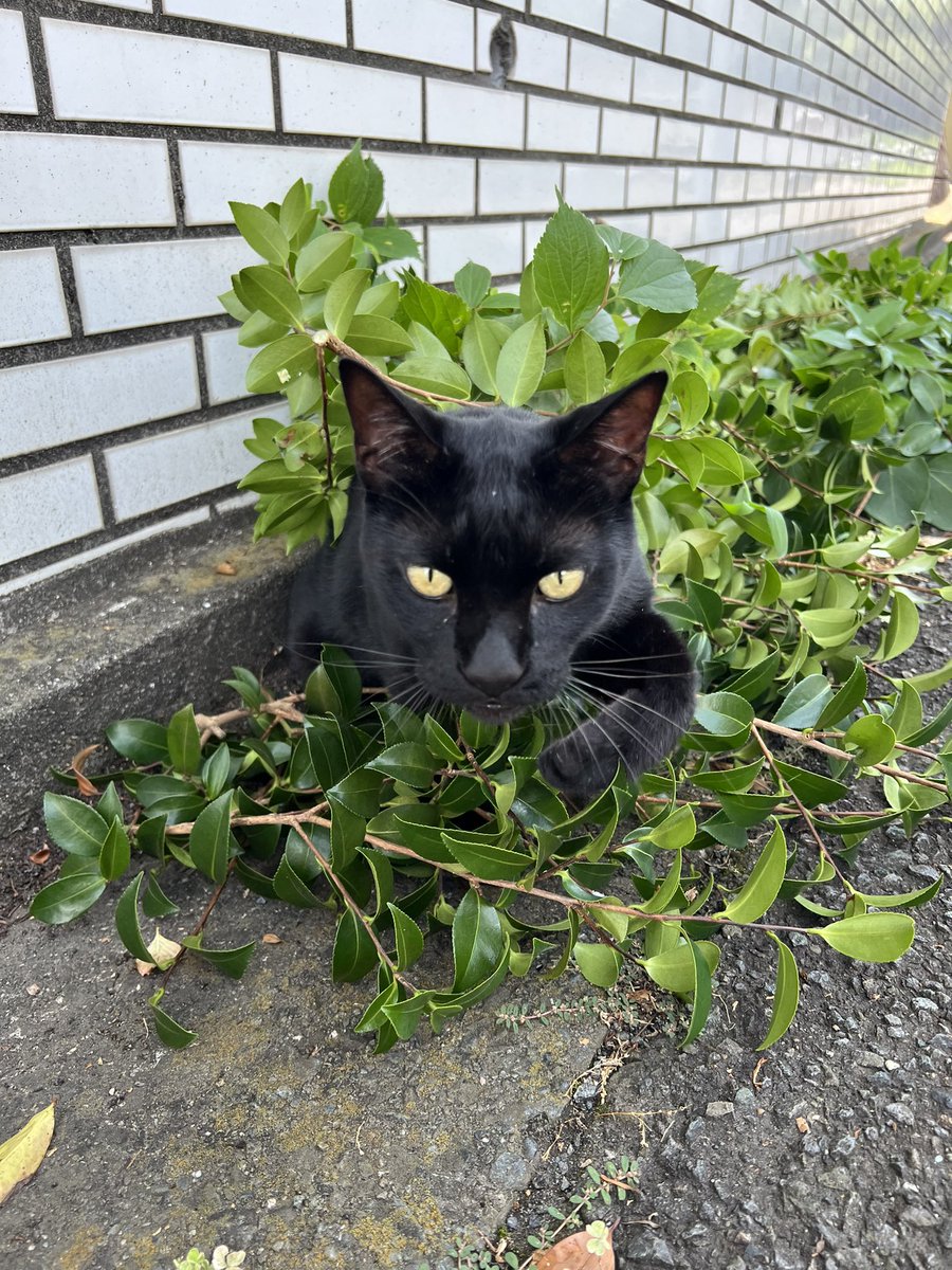 katzenbruder's tweet photo. お手伝いだ🐈‍⬛🐈‍⬛
#黒猫 https://t.co/ScI21PL1Z3
