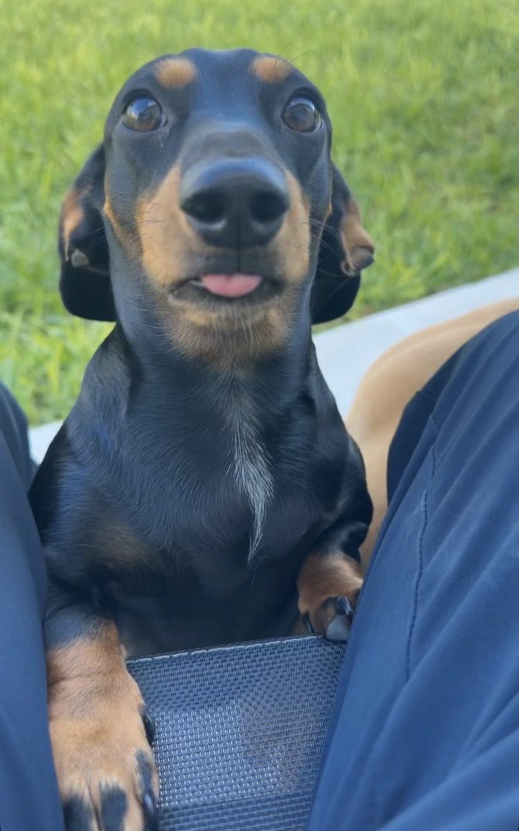 natty_lite4's tweet photo. People say dachshunds are hard to train but as long as you do everything they want you’ll be just fine. #Weenie #Bailey https://t.co/T6VeYU0Bvh