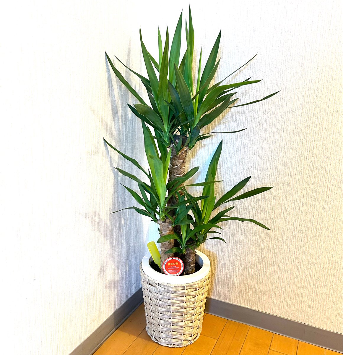 mydaysplus_'s tweet photo. 我が家に新たにお迎えしたユッカ🪴
これからよろしくね~
#観葉植物
#青年の樹
#ユッカ https://t.co/LSOlzI1yAd