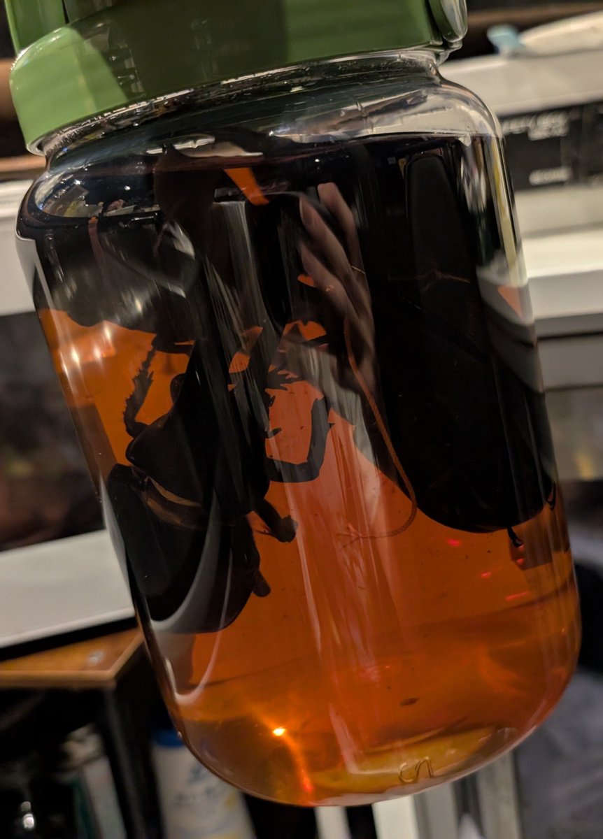 naze6622's tweet photo. とあるBarで。。
ヘラクレスを漬けたお酒を飲んだ。。
えぐすぎるwwwwww https://t.co/JWFHRn5VjV