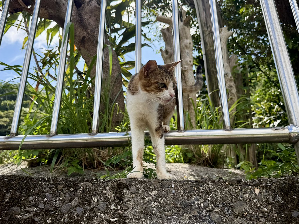 Ai_3148's tweet photo. 台湾に来てまで猫😂
台北から電車で１時間のところにある猫村🐱
今日は猫村→九份→十份の順に回るつもりが、猫を撫でてるうちに時間がなくなっちゃった😥
千と千尋の世界観よりランタンを上げたいから、九份には行かずに十份に向かう😊 https://t.co/Xf6iSHoNLg
