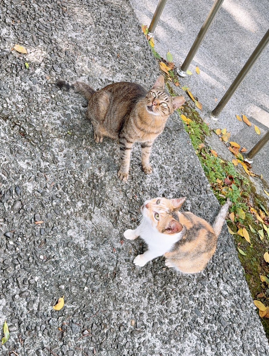 Ai_3148's tweet photo. 台湾に来てまで猫😂
台北から電車で１時間のところにある猫村🐱
今日は猫村→九份→十份の順に回るつもりが、猫を撫でてるうちに時間がなくなっちゃった😥
千と千尋の世界観よりランタンを上げたいから、九份には行かずに十份に向かう😊 https://t.co/Xf6iSHoNLg