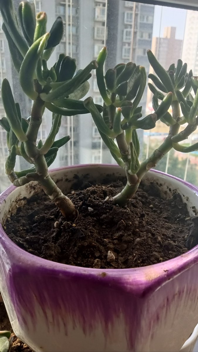gracwlynn's tweet photo. [Pro tip for new plant parents: Let your pothos dry out slightly between waterings—they’ll thrive with bright, indirect light too! ]， https://t.co/PYRg9xJr7S