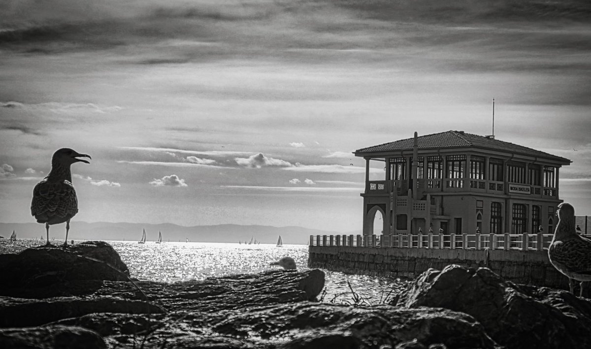 NiyalAkmanalp's tweet photo. “Martılar ki sokak çocuklarıdır denizin” Can Yücel #streetphotography #streetphoto #bnwphotography #photography #blackandwhite #womenstreetphotographers #noiretblanc #Monochrome #phojournalism #bnwphotography #SPICollective #lensculturestreets https://t.co/E0stXyAQuw