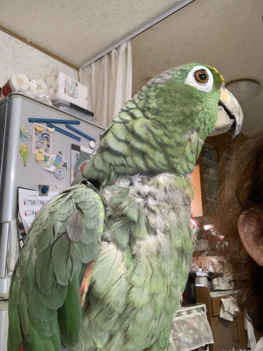 pipitorameme's tweet photo. セロリと過ごす休日の午後。
いつまでこの時間が続くのかなぁ。

少しずつ病気は進行している。
痰が絡んだみたいにゼェゼェしてる。
でも今の所、常にではないのが救い。
酸素室暮らしになるのが怖い。
でも発病してから2年ぐらい経ってる。
多分60歳ぐらいなのに、驚異の生命力でしょ。 https://t.co/uFowLaU6A2