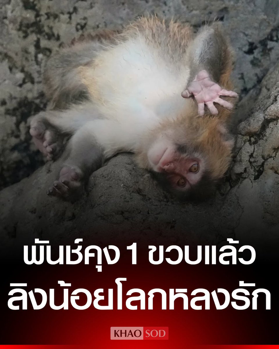 KhaosodOnline's tweet photo. ฮอตไม่แผ่ว! “พันช์คุง” ลิงกำพร้าจากสวนสัตว์ญี่ปุ่น ฉลองวันเกิดครบ 1 ขวบ หลังเคยโด่งดังจากภาพกอดตุ๊กตาอุรังอุตัง แฟนคลับทั่วโลกส่งการ์ดอวยพรนับพัน https://t.co/9HGUDRIRvJ