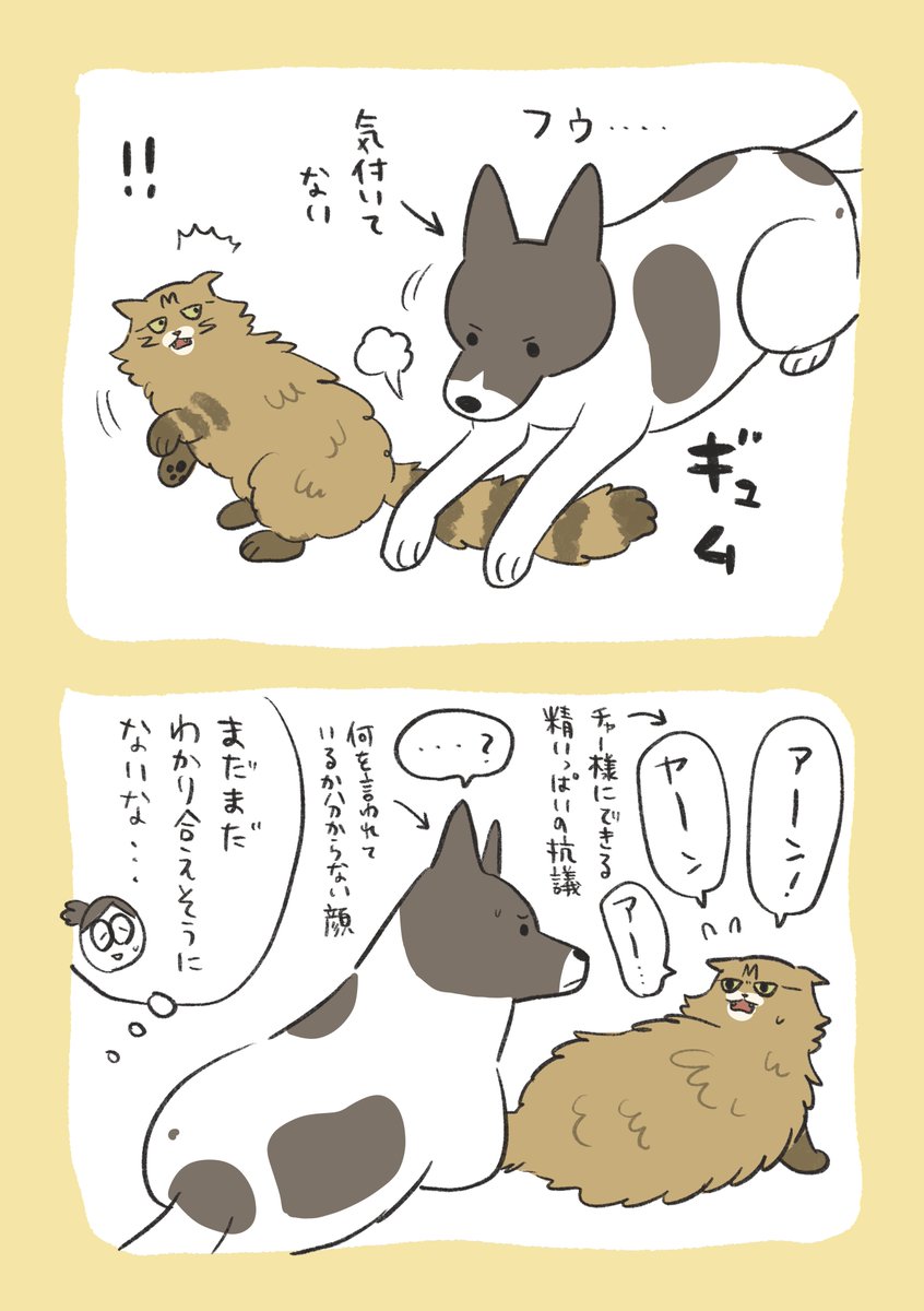 bana_wanko's tweet photo. 同居2年目のバナさんとチャー様

まだまだ分かり合えそうにない https://t.co/YadQtxVReu