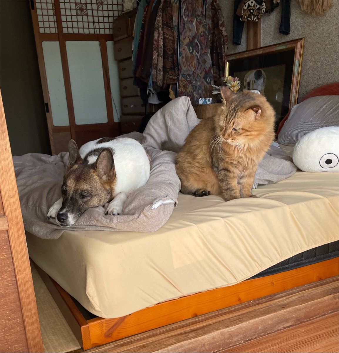 bana_wanko's tweet photo. 同居2年目のバナさんとチャー様

まだまだ分かり合えそうにない https://t.co/YadQtxVReu