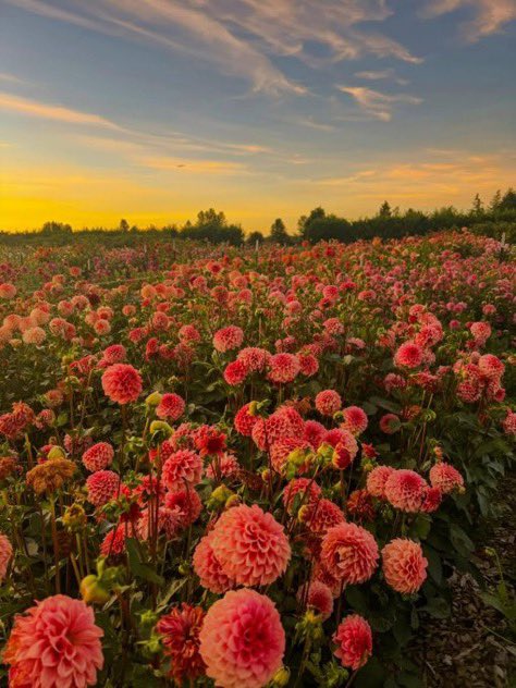 _Naturaee's tweet photo. blooming flowers https://t.co/728oSw1SAK