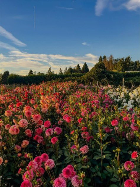 _Naturaee's tweet photo. blooming flowers https://t.co/728oSw1SAK
