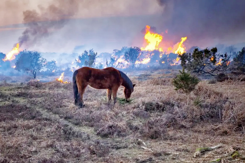 OcioCaballo's tweet photo. Cientos de caballos a salvo gracias a una red solidaria coordinada desde un grupo de WhatsApp 🔴

✏️ NOTICIA COMPLETA: https://t.co/bLd3GZHSF1 https://t.co/WDLnuucB3f