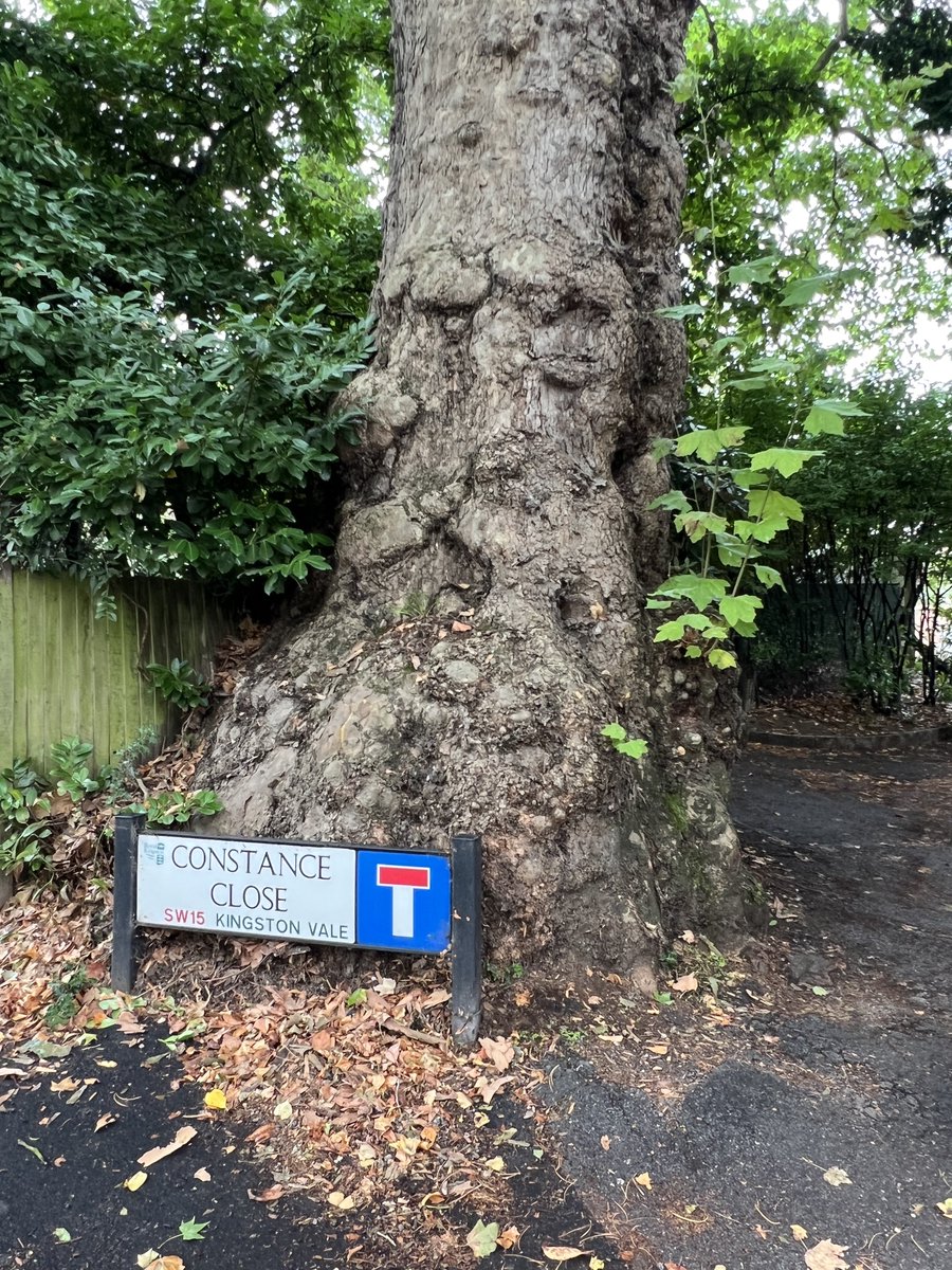 TiCLme's tweet photo. I have a tree, which grows here in my close

Timon of Athens 5.1.206

#shakespearesunday

@HollowCrownFans @shakespeareina1 @BotanicalShax @BSAShakespeare @WandsworthTrees @putneysw15 @wandbc @TheStreetTree @UrbanTreeFest @TheKentAcorn @WandsworthPark @Team4Nature https://t.co/exPCncJQIq