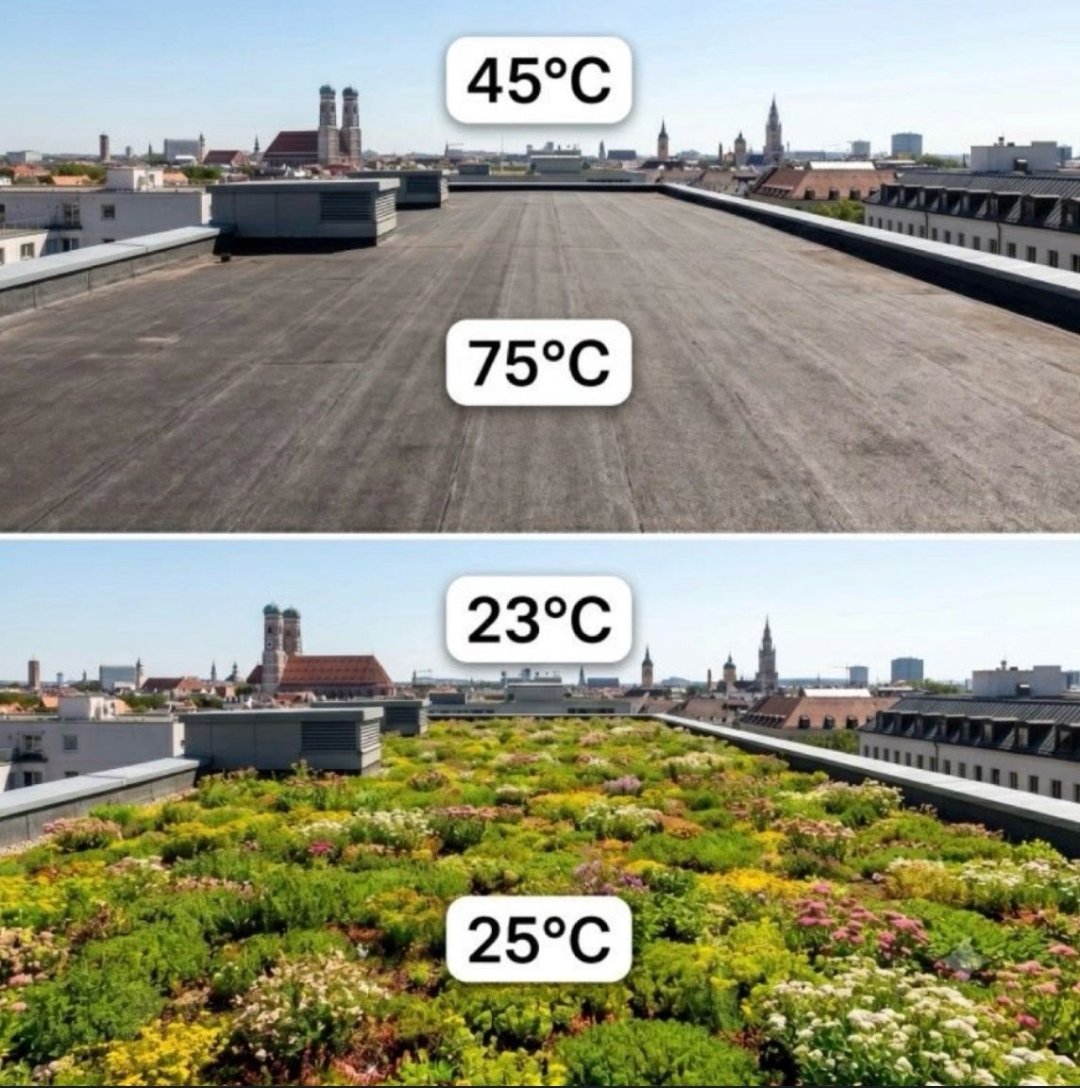 bitacorabeagle's tweet photo. "Las cubiertas ajardinadas se han convertido en una de las estrategias más efectivas dentro de la arquitectura sostenible para hacer frente al cambio climático.  Disminuyen la acumulación de calor en las ciudades y generan numerosos beneficios para el medio ambiente." https://t.co/SWhR0mnOpJ