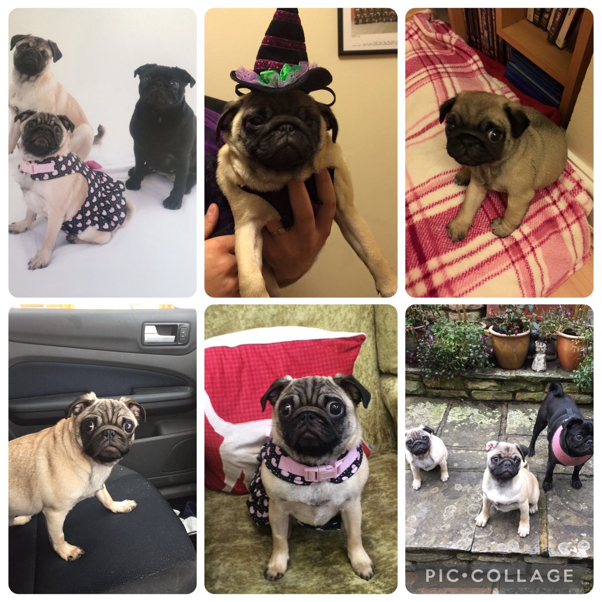 Albert the Pug🌈 (account now run by Betty) tweet media