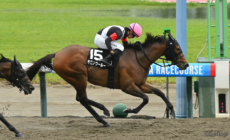 gallop_keiba's tweet photo. 新潟8R、#麒麟山特別 は7番人気 #モモンウールー が勝利！ 2番手から鮮やかに抜け出しました！ https://t.co/jgFAHiohXD
