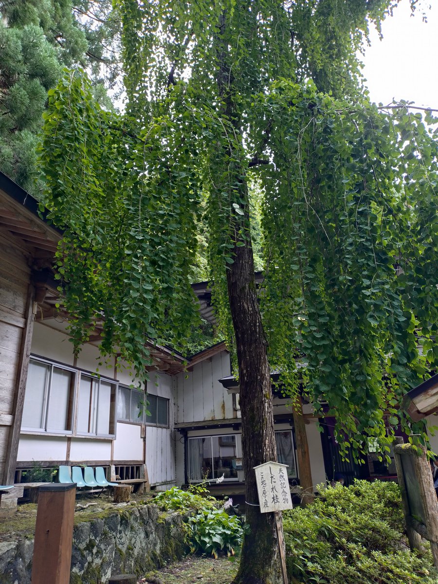 fukukubo's tweet photo. 早池峰神社には「枝垂れ桂」なるものが！
初めて見ました！
桂って枝垂れるのね…！
#枝垂れ桂　#枝垂れ桜　#早池峰神社　#神社仏閣巡り https://t.co/6vU7bHho4E