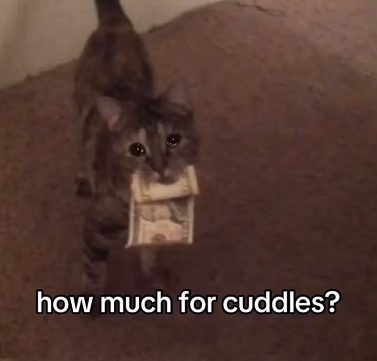 Meowversetwt's tweet photo. https://t.co/jfvWyNs2Q3