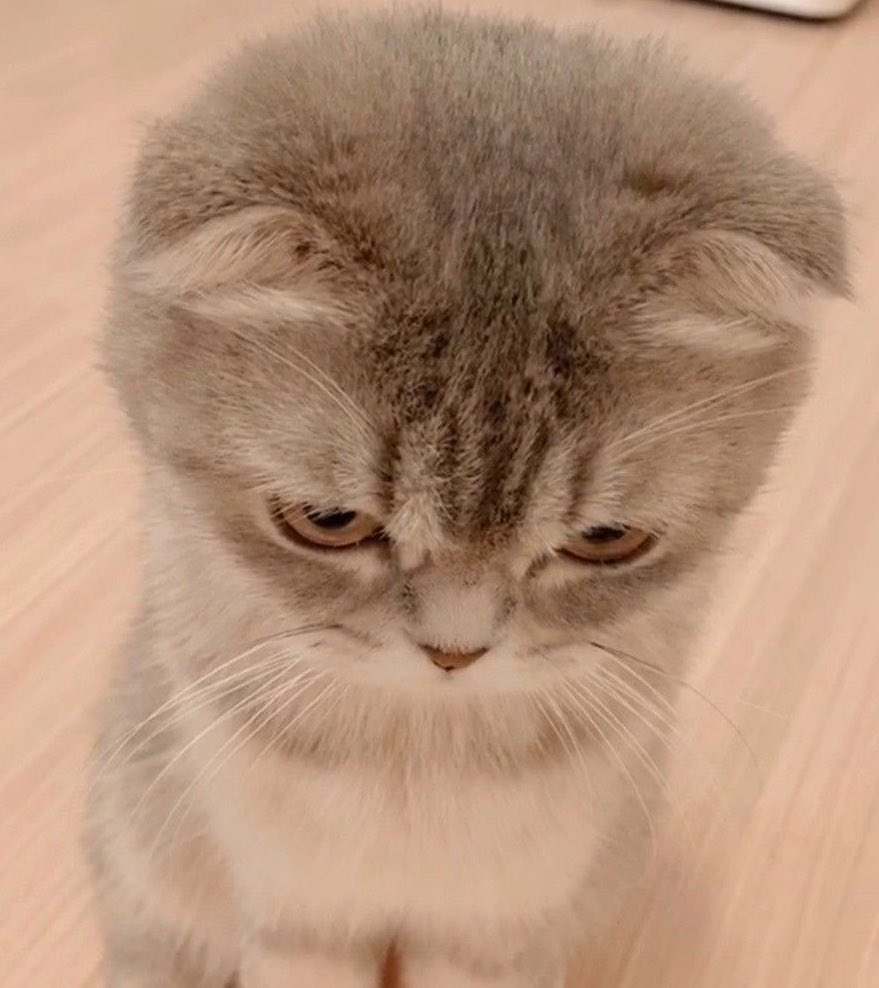 tinytetaez's tweet photo. หนูมะได้โกด 😾 มะได้งอนสักกะติ้ด😾☹️☹️ https://t.co/XyKBtvGcFP