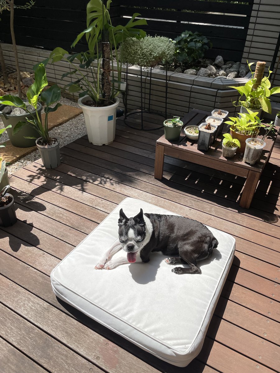 bowmoon's tweet photo. 連日の酷暑ぼっこでご機嫌なポロン☀️🐶 https://t.co/JZ1oHbvTVs