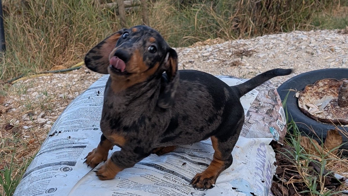 HNG0129's tweet photo. Silly puppy

#DachshundPuppy #dachshund #silly https://t.co/bt7Iv0BD5p