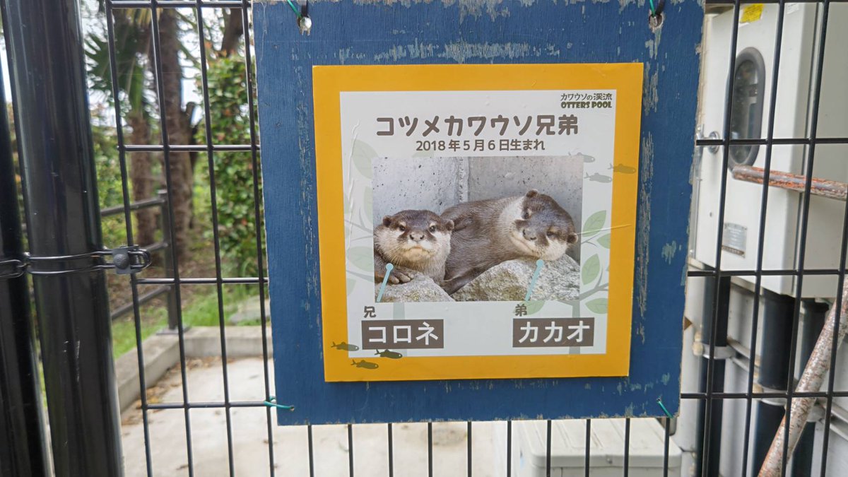 R_P_Divine's tweet photo. 今日の｢鉄剣～カワウソ ツーリング｣｡
11時開店の鉄剣タロー食堂で昼食を味わい､さいたま水族館のカワウソ君達に癒された所で雨雲を警戒して解散となりましたが､結局雨は降らず｡
真夏のショートツーリングとなりました🦦

#鉄剣タロー食堂
#カワウソの渓流 https://t.co/fxb8WXuHnY