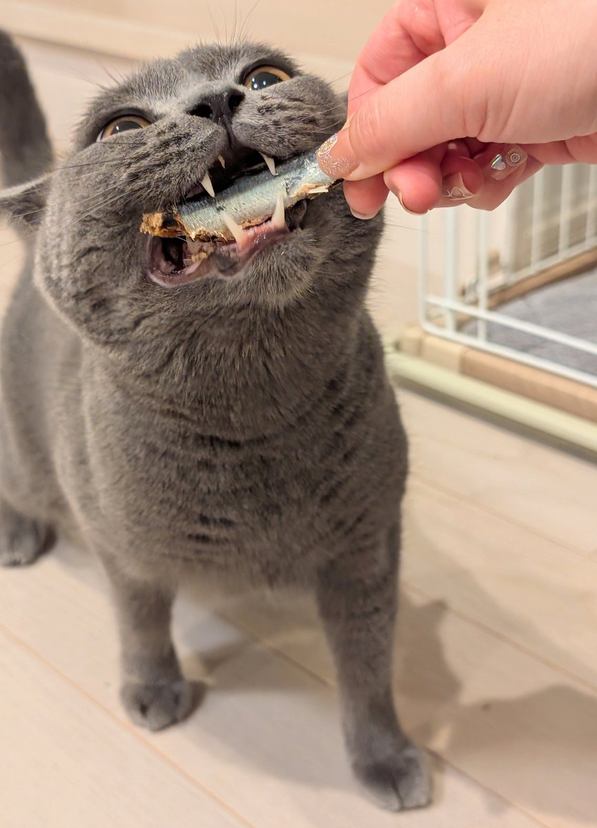た ぬ を (@nekonotanukikun) / Posts / X