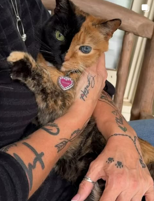 twofacecathood's tweet photo. $VENUS begins with that same idea. Half black, half ginger â€” one green eye, one blue â€” a face nature drew straight down the middle and the internet never forgot. https://t.co/TYd8YbJ1Hn