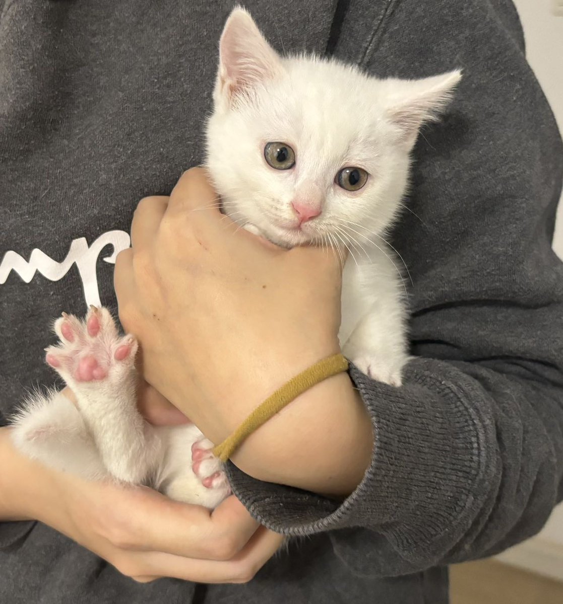 SusanMHM's tweet photo. The tiny furball I brought home 3 months ago now runs around the house, chases sunbeams, and steals socks like he owns the place  Pet growth hits different! https://t.co/RKOYZMBzUT