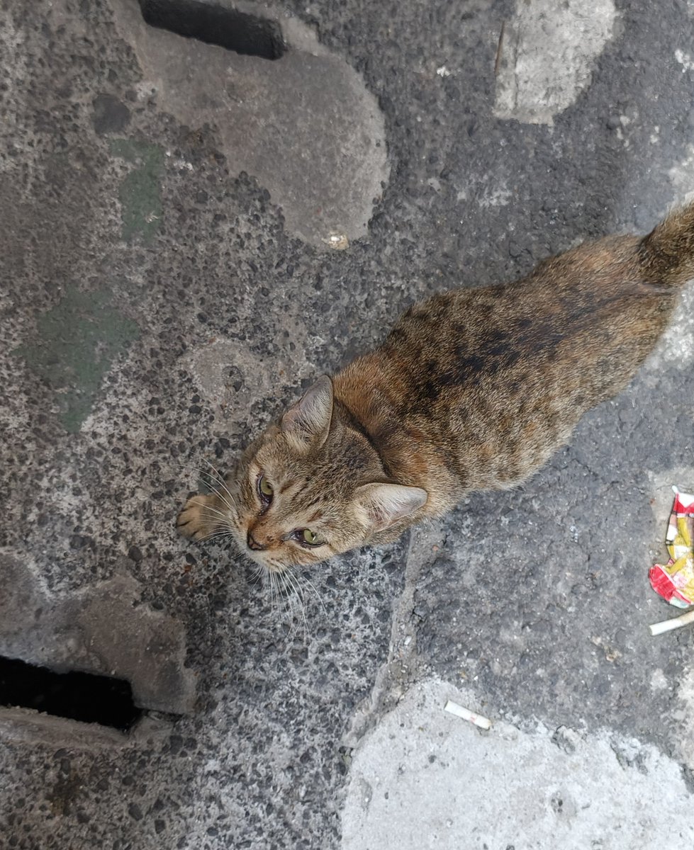 hcchn_88's tweet photo. vibe preman banget emng nih kucing😭 https://t.co/PPjh9fN7co
