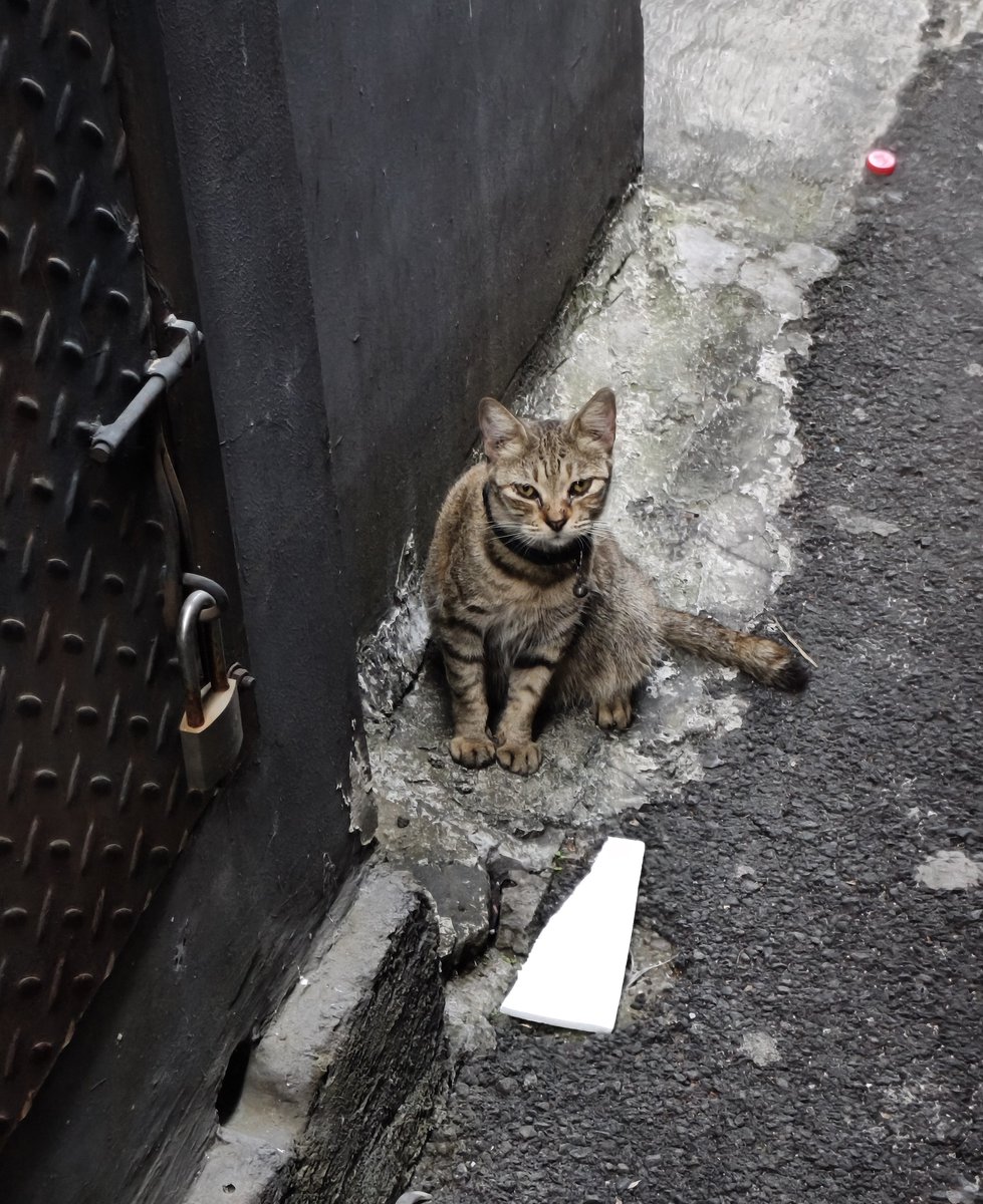 hcchn_88's tweet photo. vibe preman banget emng nih kucing😭 https://t.co/PPjh9fN7co