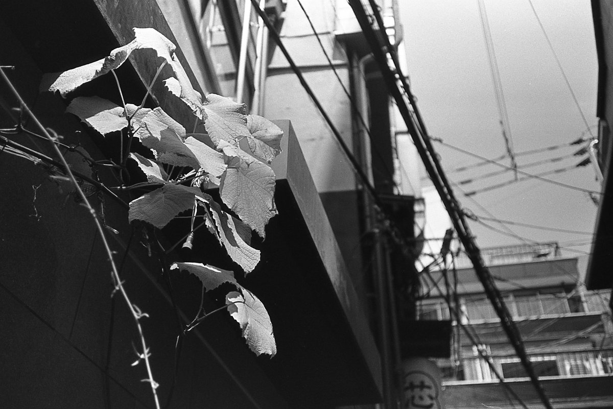 KkmmmGurkha's tweet photo. 光
Rollei35AF
RolleiLens f=35mm 1:2.8
FOMAPAN 100
COMPARD R09One shot(Rodinal)22°8分
#自家現像 #写真 #photography #フィルム #LABBOX https://t.co/F4UIzUmcsm
