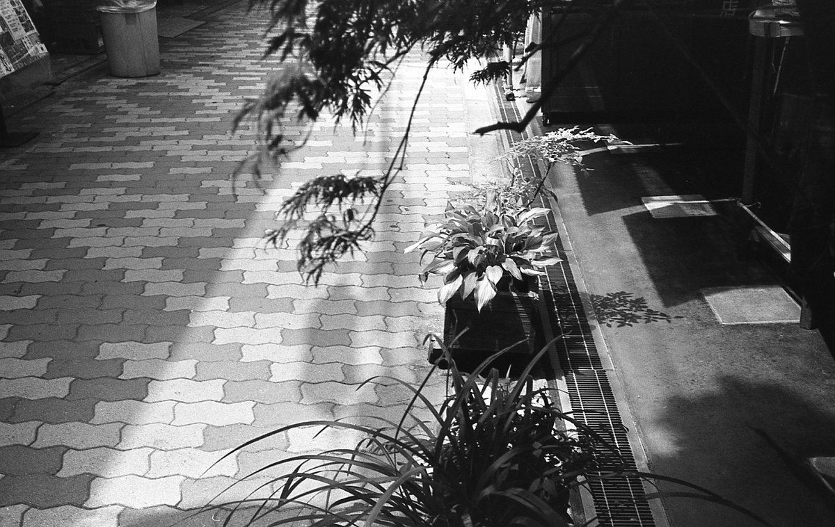 KkmmmGurkha's tweet photo. 光
Rollei35AF
RolleiLens f=35mm 1:2.8
FOMAPAN 100
COMPARD R09One shot(Rodinal)22°8分
#自家現像 #写真 #photography #フィルム #LABBOX https://t.co/F4UIzUmcsm