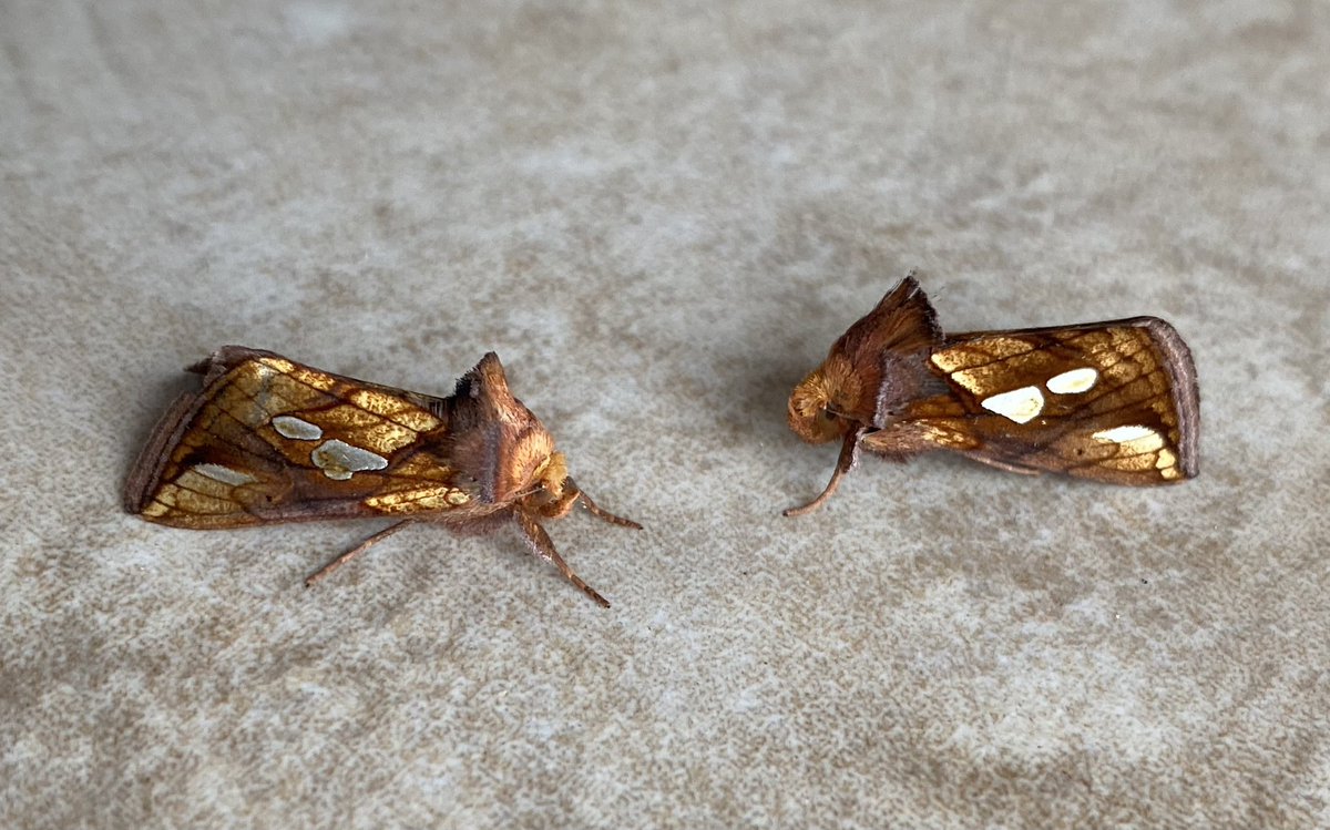 BrennanMartine's tweet photo. A pair of Gold Spot moths from yesterday morning. A moth of damp places! #teamoth https://t.co/8VoVeshzMs