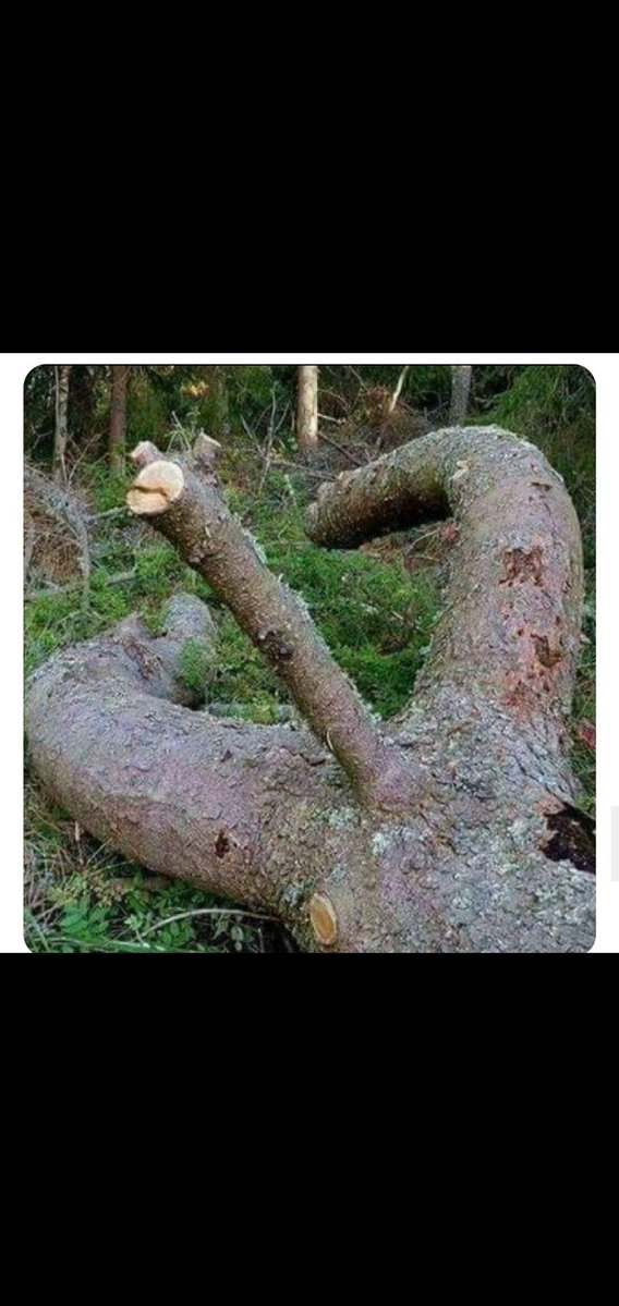 tashbebeq06's tweet photo. @hikmettabiyeci kimse doğa kadar yaratıcı değildir. 
Bu ağacı sana ithaf ediyoruz. heyvan tüşmanı  
sokakta it kedi olmaz 
sana kim dedi milletin duvarını karala diye
çek cezanı https://t.co/RzJ1FPuBjT