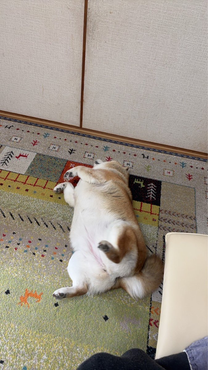 mantikotiko's tweet photo. #柴犬 #デブ https://t.co/PIiRIg7OyU