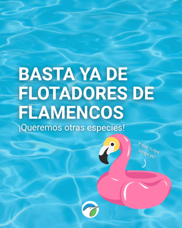 SEO_BirdLife's tweet photo. Flamencos de plástico en la piscina? Muy visto. 🥱🛟🦩
 
Queremos proponer un cambio de "look piscinero". ¿Por qué conformarnos con el típico flotador si podemos presumir de las superestrellas de nuestra biodiversidad? A ver, que nos conocemos... esto es solo un sueño de verano. https://t.co/IMqB9cQYkf